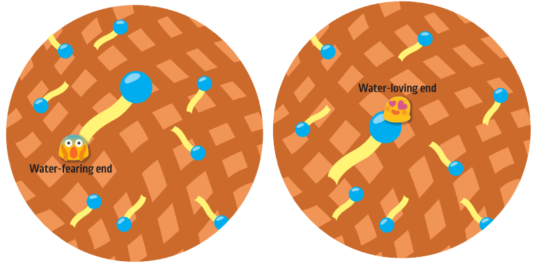 Like a magnet has two ends, one end of the surfactant is attracted to water molecules while the other is repelled.