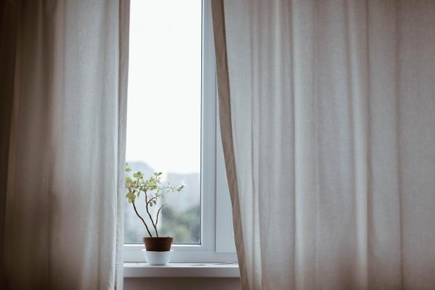 Plant in a window with curtains