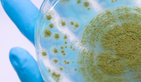 Aspergillus oryzae, or Koji, is a filamentous fungus used in the industrial production of enzymes.