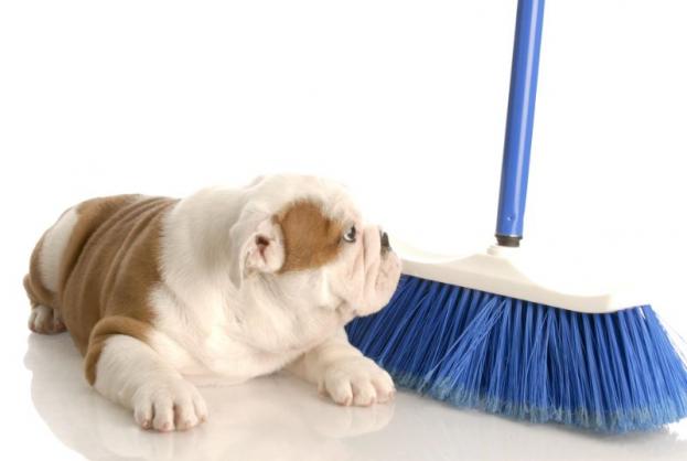 Pets and a Clean Home | The American Cleaning Institute (ACI)