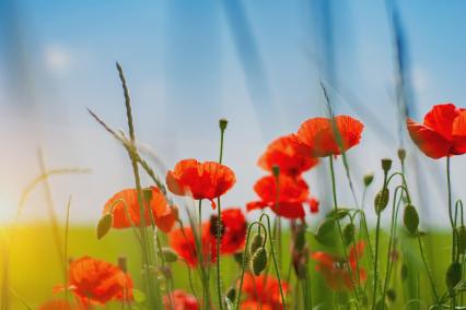 Field of flowers